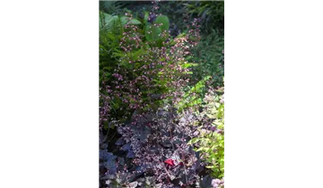 Gartenbaumschule Becker