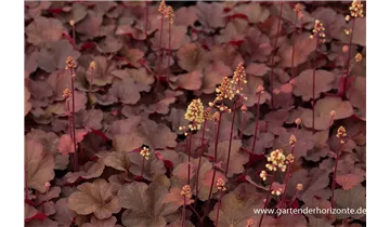 Gartenbaumschule Becker