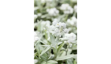 Gartenbaumschule Becker