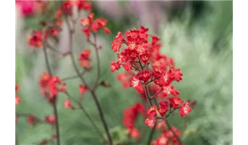 Gartenbaumschule Becker