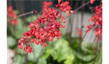 Gartenbaumschule Becker