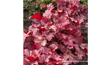 Gartenbaumschule Becker