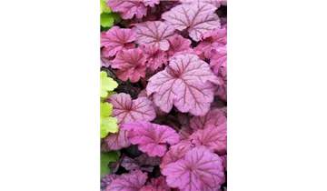 Gartenbaumschule Becker