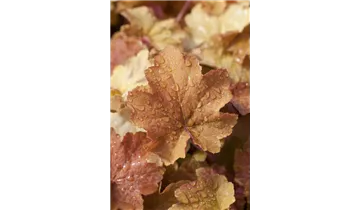 Gartenbaumschule Becker