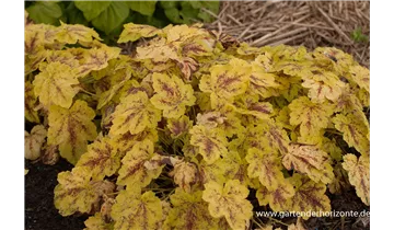 Gartenbaumschule Becker