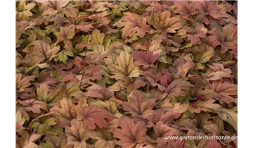 Gartenbaumschule Becker