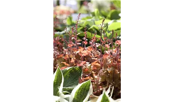 Gartenbaumschule Becker