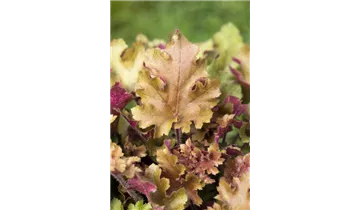 Gartenbaumschule Becker