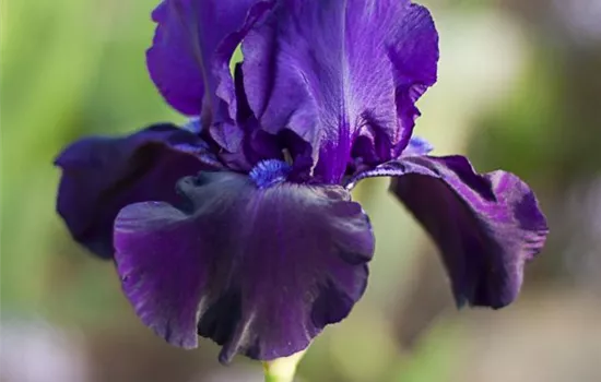 Hohe Bartiris 'Night Owl'