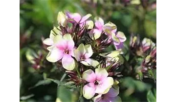 Gartenbaumschule Becker