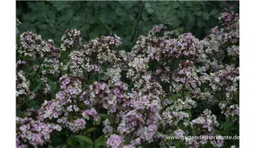 Gartenbaumschule Becker