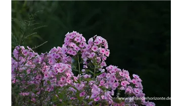 Gartenbaumschule Becker