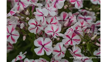 Gartenbaumschule Becker
