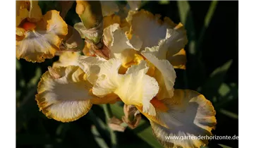 Gartenbaumschule Becker