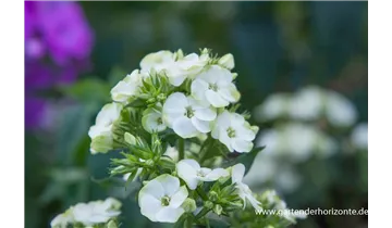 Gartenbaumschule Becker