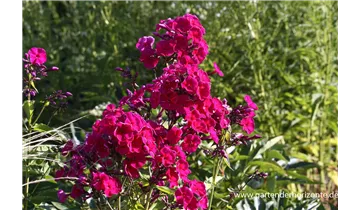 Gartenbaumschule Becker