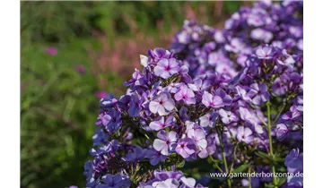 Gartenbaumschule Becker