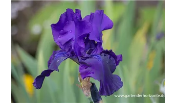 Gartenbaumschule Becker