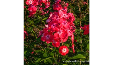 Gartenbaumschule Becker