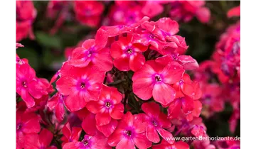 Gartenbaumschule Becker