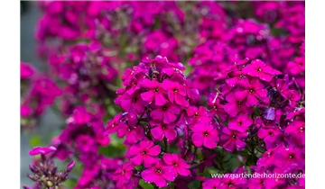 Gartenbaumschule Becker