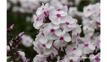 Gartenbaumschule Becker