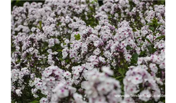 Gartenbaumschule Becker