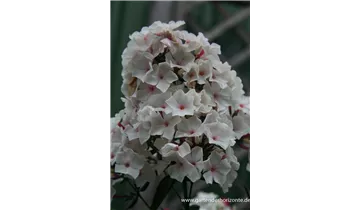 Gartenbaumschule Becker