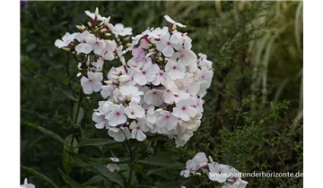 Gartenbaumschule Becker