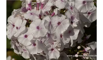 Gartenbaumschule Becker