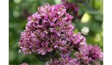 Gartenbaumschule Becker