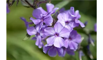 Gartenbaumschule Becker