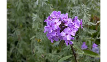 Gartenbaumschule Becker
