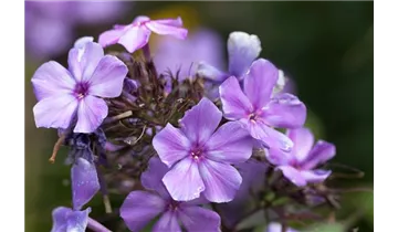 Gartenbaumschule Becker