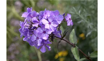 Gartenbaumschule Becker