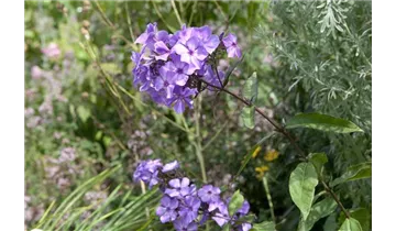 Gartenbaumschule Becker