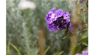 Gartenbaumschule Becker