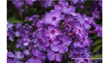 Gartenbaumschule Becker