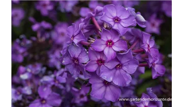 Gartenbaumschule Becker