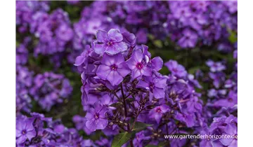 Gartenbaumschule Becker