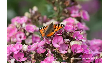 Gartenbaumschule Becker
