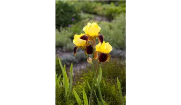 Gartenbaumschule Becker