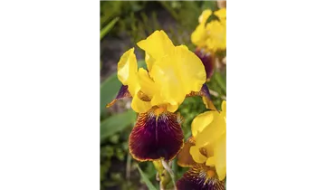 Gartenbaumschule Becker