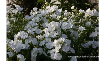 Gartenbaumschule Becker