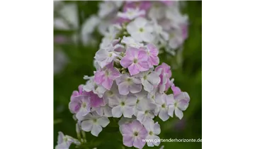 Gartenbaumschule Becker