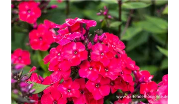 Gartenbaumschule Becker