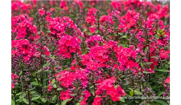 Gartenbaumschule Becker