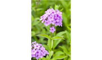 Gartenbaumschule Becker