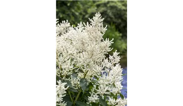 Gartenbaumschule Becker