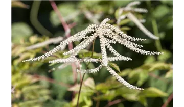 Gartenbaumschule Becker